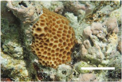 Coral Larvae Every Day: Leptastrea purpurea, a Brooding Species That Could Accelerate Coral Research